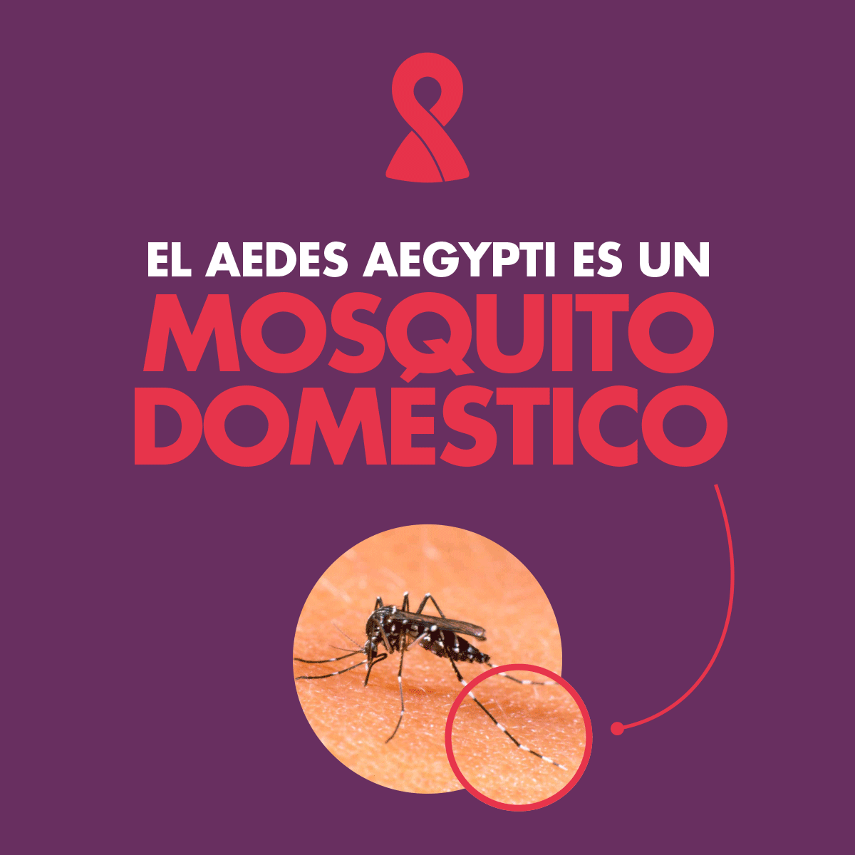 Mosquito Aedes Aegypti prevención